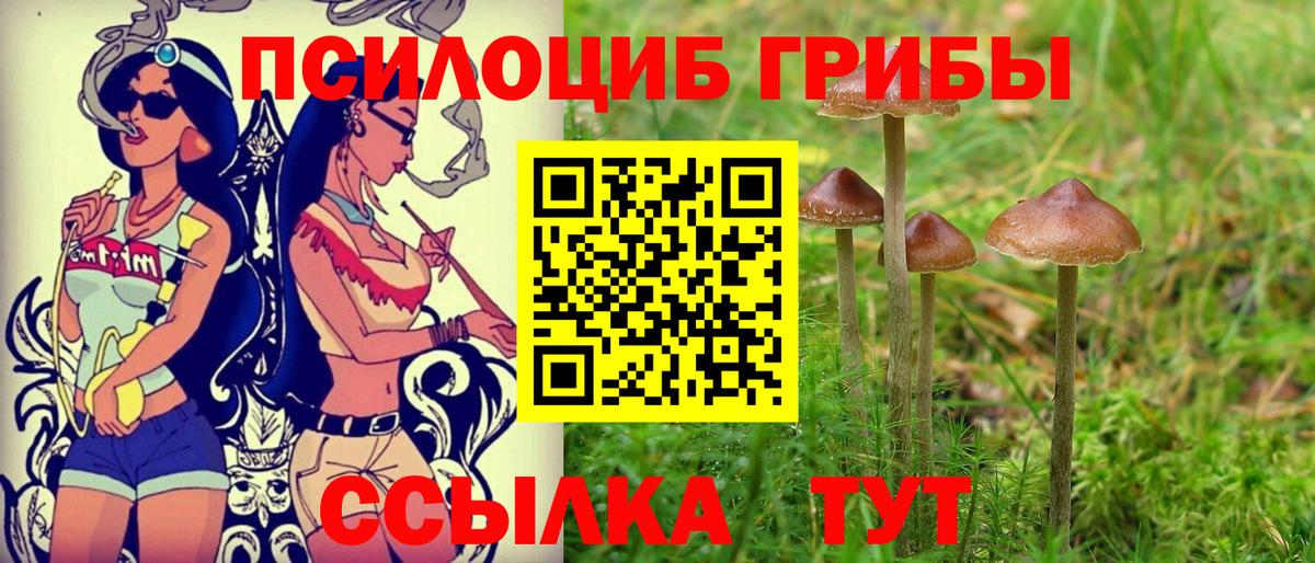 Галлюциногенные грибы Psilocybine cubensis Новозыбков